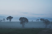 Misty Morning on the Farm