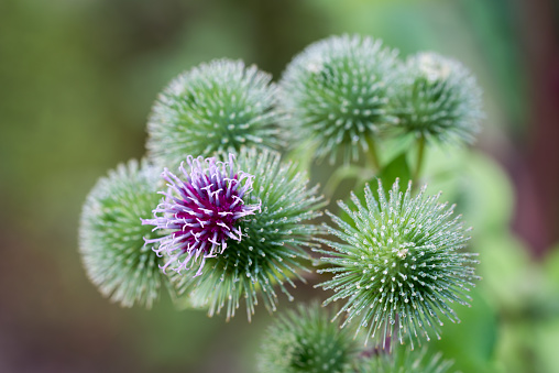 Arctium lappa, greater burdock summer flowers closeup selective focus