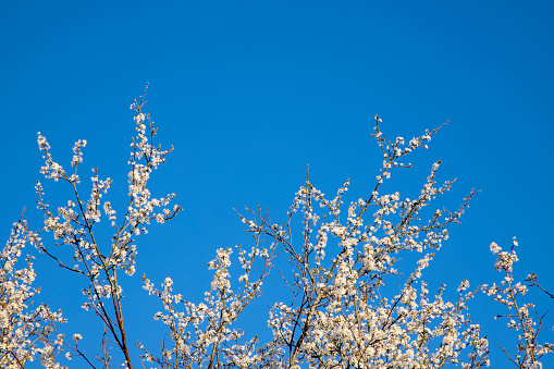 tree braches with white flowers show spring time is here