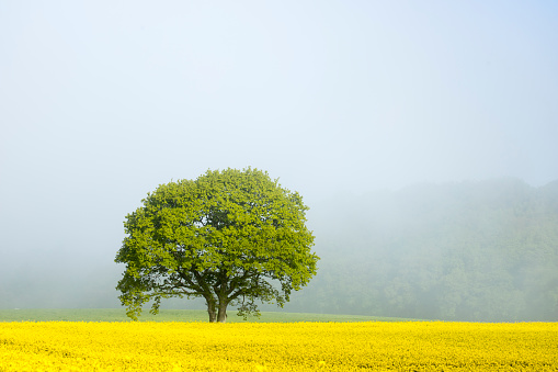 oilseed field in front of large single tree against fog and forest behind with sunlight