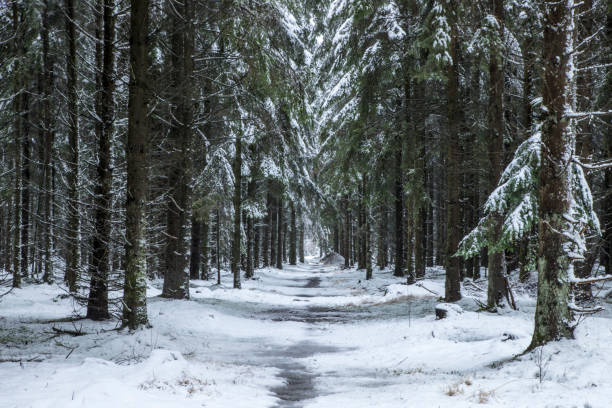 istock winter in the forest with snow a cloudy day 1582404409