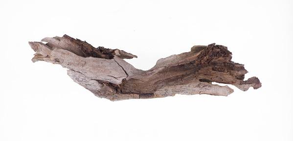 driftwood,old piece of wood isolated on white background