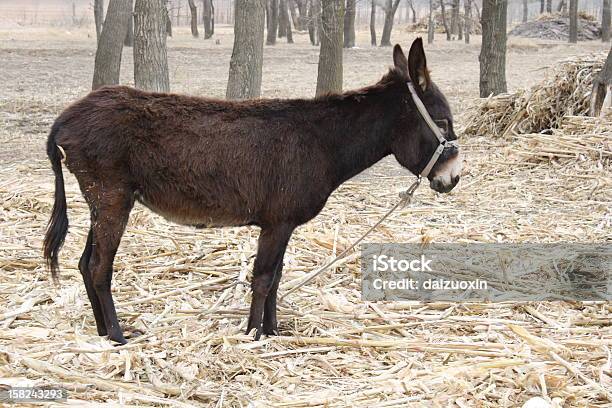 Somaro - Fotografie stock e altre immagini di Albero - Albero, Ambientazione esterna, Animale