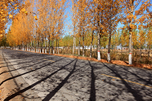 In autumn, asphalt roads and beautiful trees, Highway landscape in autumn, The poplar forest in autumn