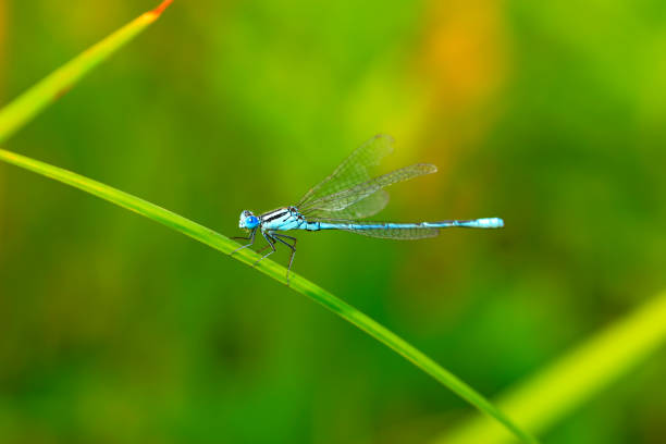 istock A damselfly on a blade of grass 1582441478