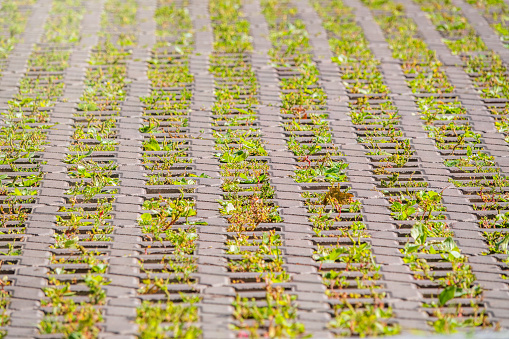 Green grass growing through the cobble stones, outdoor garden flooring background photo texture. Grass grows through paving slabs. Pattern from the flooring. Bridge. Old tile masonry