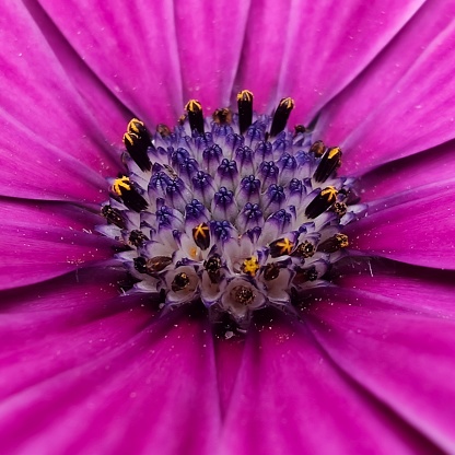 purple middle of a bright pink flower under a macro lens, bright natural colors