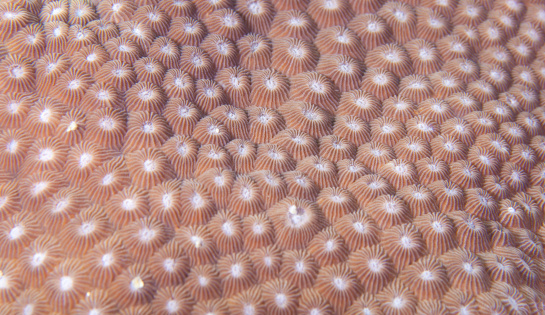 A closeup of live Great Star Coral (Montastraea cavernosa)