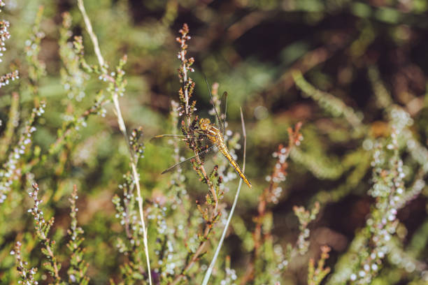 A keeled skimmer dragonfly sits amongst heather and gorse
