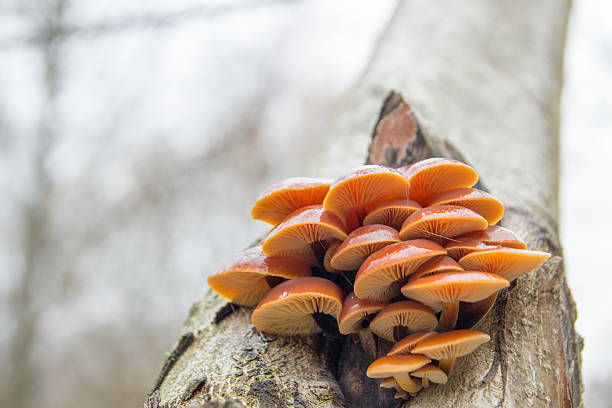 cluster of mushrooms stock photo