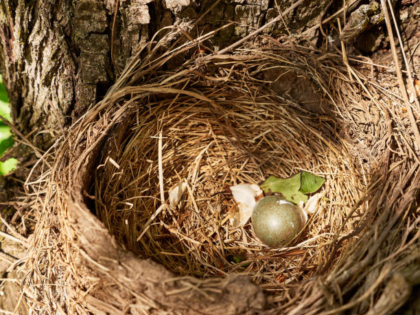 istock A thrush nest with eggs is left among the thickets of trees. 1582459768