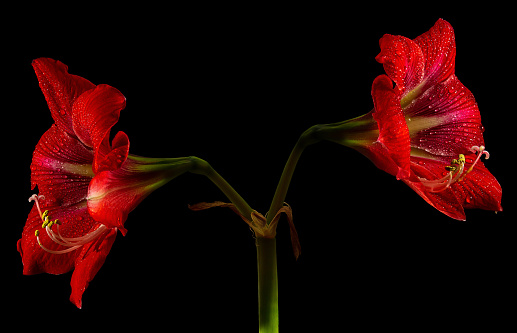Vibrant red amaryllis flower on black background, showcasing delicate beauty in nature.