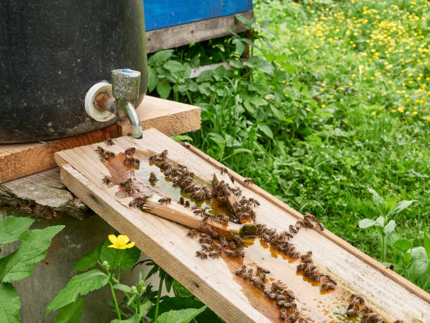 istock Bees drink water from a drinking bowl in an apiary. Care and work with bees. Making honey. Apiculture. 1582461423