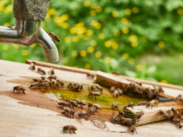 istock Bees drink water from a drinking bowl in an apiary. Care and work with bees. Making honey. Apiculture. 1582461939