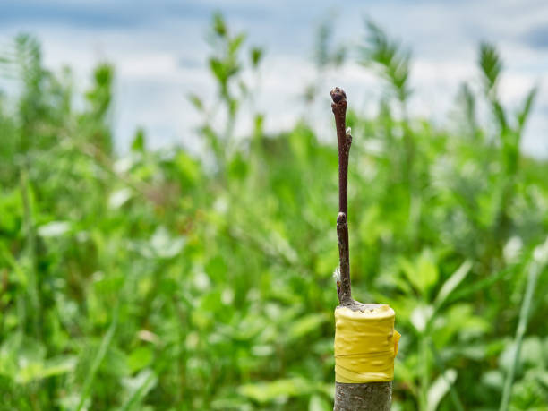 istock Grafting of fruit trees. Gardening and tree care. 1582461952
