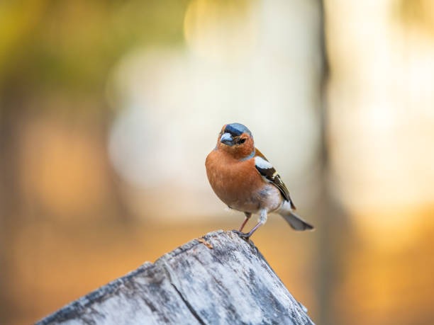 istock Common chaffinch, Fringilla coelebs, sits on a tree. Common chaffinch in wildlife. 1582474647