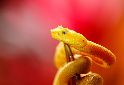 Closeup Pink Albino Western Hognose Snake, Heterodon nasicus