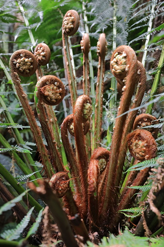 Close-up of crozier-shaped, fiddlehead, curling shoots, young fronds in furled stage of soft tree ferns or man ferns -Dicksonia antarctica- on the rainforest loop walk, Apollo Bay. Victoria-Australia.