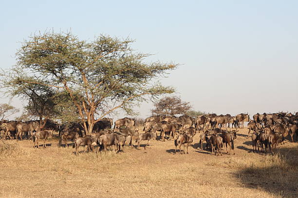 istock Wildebeest in Serengeti 158249232