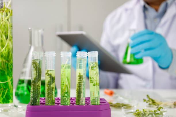 istock biotechnology Doctor using tablet and check with biofuel industry project, Algae research in industrial laboratories for medicine    Medical science and biotechnology. 1582498298