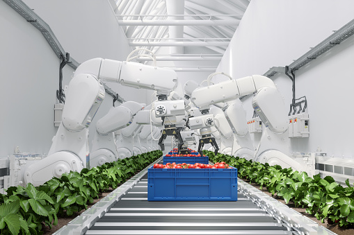 Automated Agricultural Technology With Robotic Arms Picking Up Tomatoes And Putting Them In Crates On Conveyor Belt