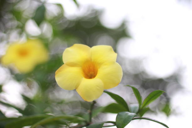 This beautiful yellow Alamanda flower that is blooming and looks beautiful is in the garden of a small house.