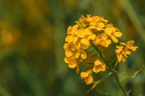 Yellow Flower