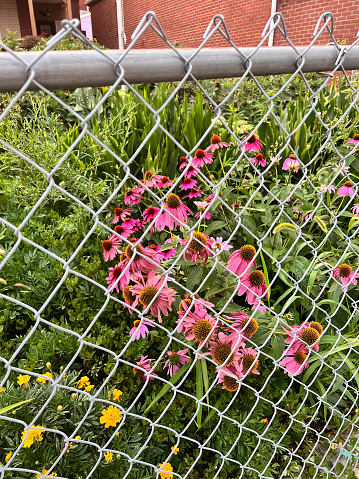 Coneflowers in garden behind chain link fence.