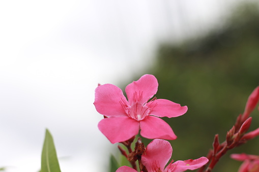 Frangipani flowers blooming in the yard. pink flower