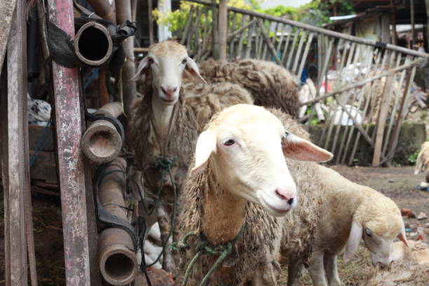 istock Indonesian goats on the farm 1582530116