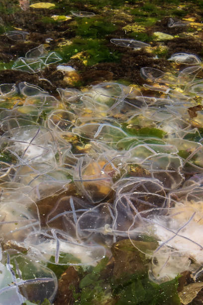 istock jellyfish floating in the water 1582530701