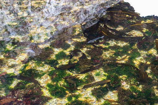 Underwater view with fish and algae in the water