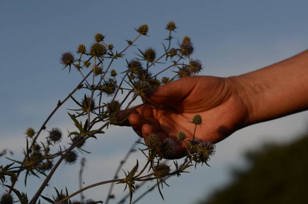 istock a hand gently holds a thorny blue flower at sunset 1582539586