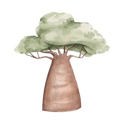 African tree watercolor illustration. Baobab on a white background. Savanna plant. African nature, safari, flora.