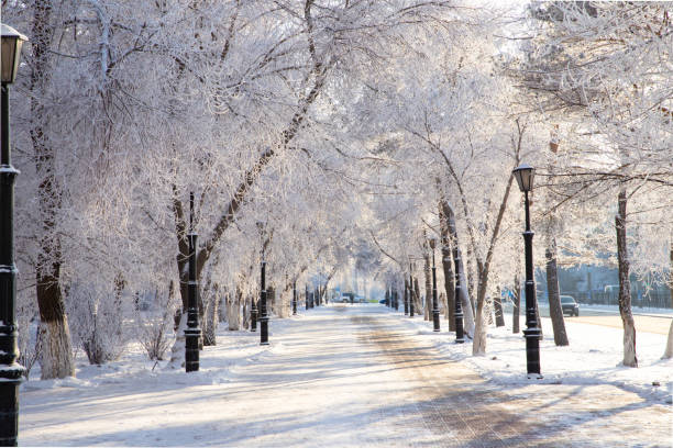 istock Frost tree branches, rime ice snow forest, fog, sun rays, lanterns, benches. Winter landscape of park 1582554396