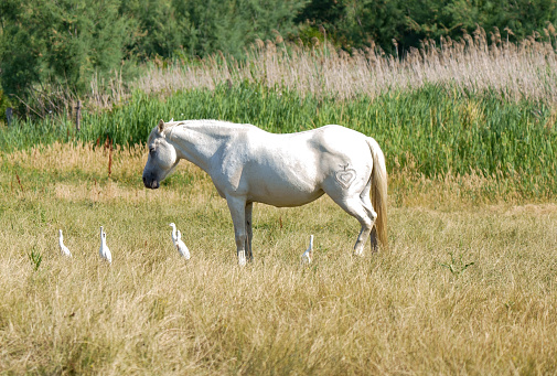 A horse eating grass with cattle egrets nearby waiting to see if any earthworms will be uncovered for them to eat.