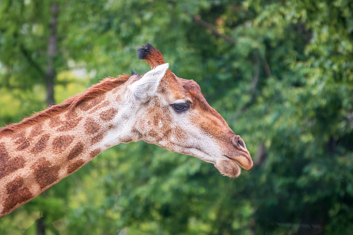 Close-up giraffe head on green leaves background. Giraffes head against green tree. Giraffe portrait, close up