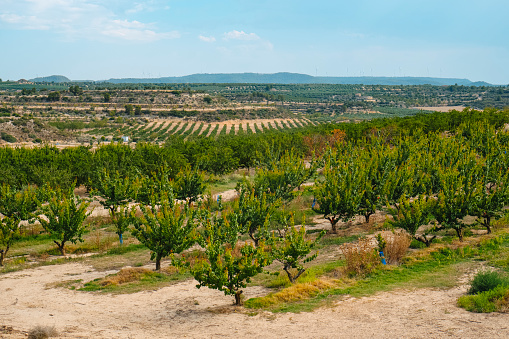 a view of an orchard of apricot trees in Seros, in the Lleida province of Catalonia, Spain, on a sunny summer day