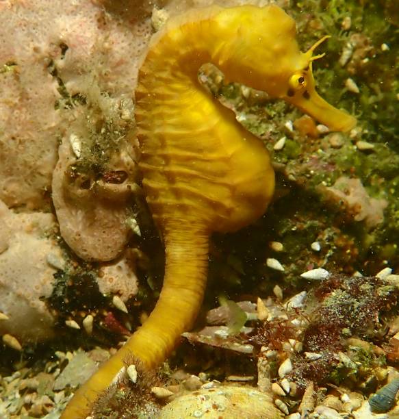 istock Big belly seahorse 1582583883