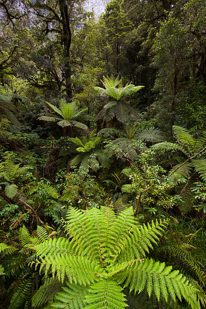 Fjordland National Park stock photo