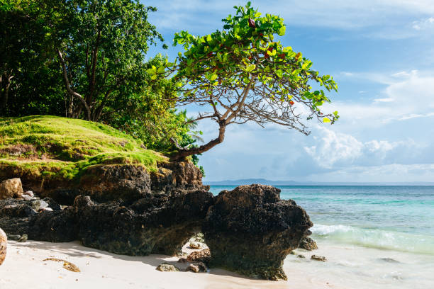 istock Tropical beach with a tree on a rocky outcropping. 1582598599