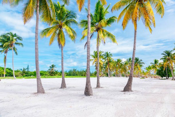 Empty white sand beach with palms at Punta Cana.