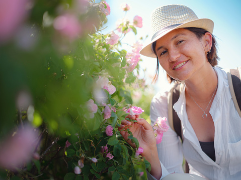 woman enjoying the aroma in Field of Damascena roses in sunny summer day . Rose petals harvest for rose oil perfume production. village Guneykent in Isparta region, Turkey a real paradise for eco-tourism.