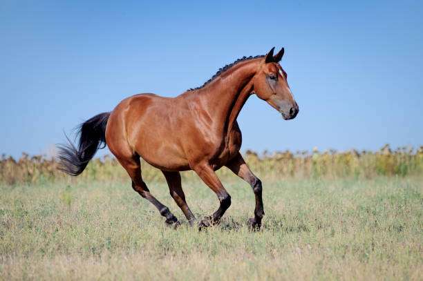 istock Bay young sport horses 1582605957