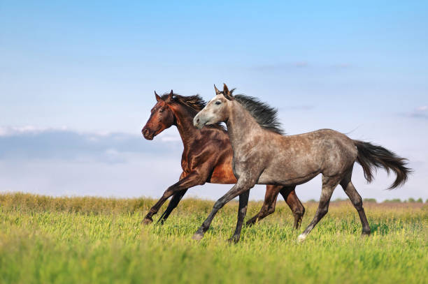 istock Bay and gray horses galloping 1582605963