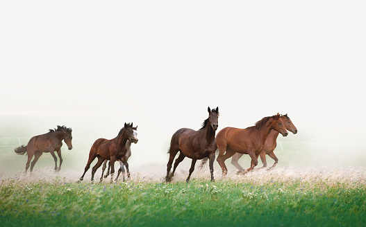The herd of horses galloping in the field against the background of dust and haze. Horses at liberty
