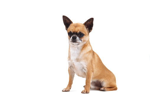 Little red-haired chihuahua breed dog isolated on white background