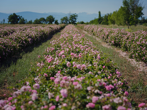 Field of Damascena roses in sunny summer day . Rose petals harvest for rose oil perfume production. village Guneykent in Isparta region, Turkey a real paradise for eco-tourism.