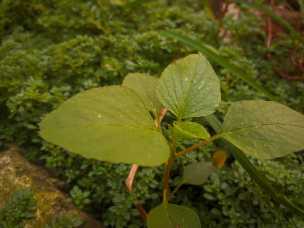 istock Green and fresh leaves with plantation background 1582617560