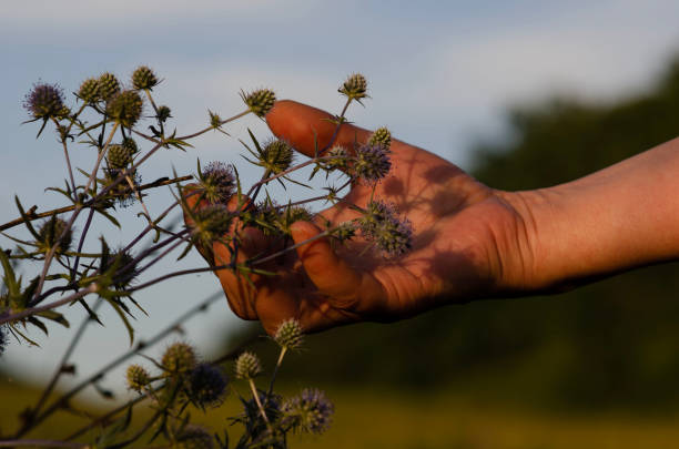istock a hand gently holds a thorny blue flower at sunset 1582618076